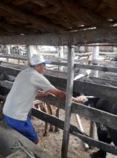 Prorrogado prazo para vacinação contra a febre aftosa