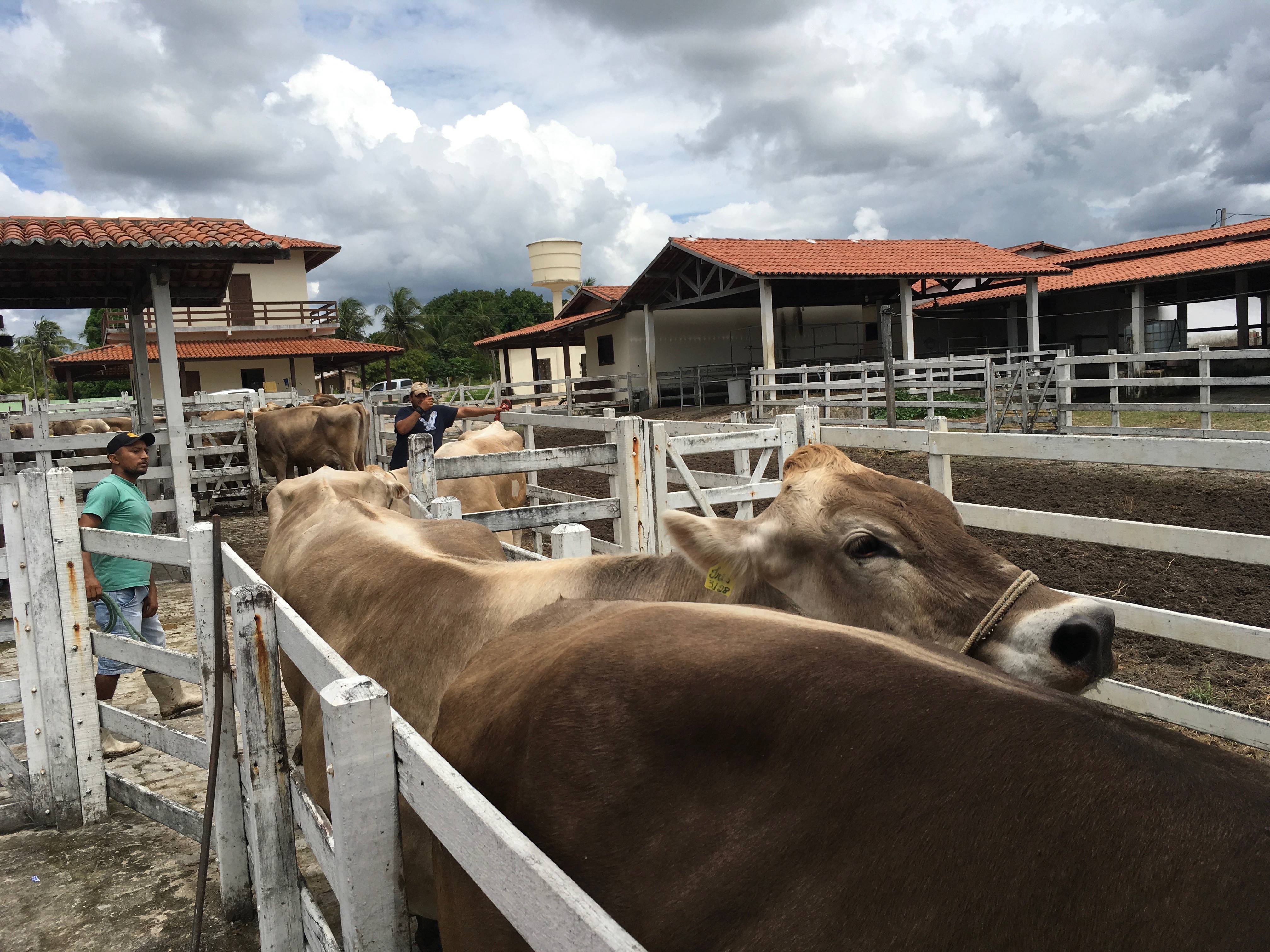 Começa campanha contra a febre aftosa