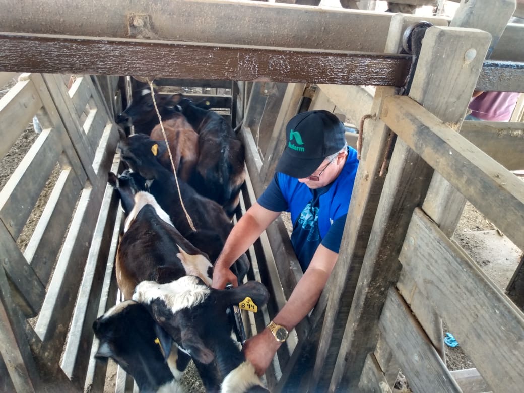 2ª ETAPA DA CAMPANHA DE VACINAÇÃO CONTRA FEBRE AFTOSA E ATUAÇÃO DO SERVIÇO VETERINÁRIO ESTADUAL