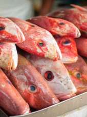 Resultado de análise em laboratório mostra que os pescados do Ceará não foram contaminados por óleo
