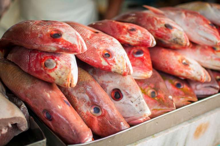Resultado de análise em laboratório mostra que os pescados do Ceará não foram contaminados por óleo
