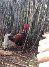ADAGRI e SESA atuam em investigação de mortalidade de aves com possível envolvimento de enfermidade em ser humano no município de Tauá-CE