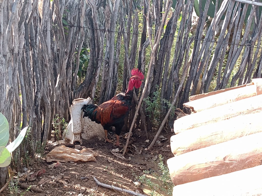 ADAGRI e SESA atuam em investigação de mortalidade de aves com possível envolvimento de enfermidade em ser humano no município de Tauá-CE