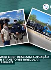 Adagri e PRF realizam autuação por transportes irregular de animais