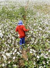 Adagri implanta medidas fitossanitárias para cultivo de algodão no Ceará
