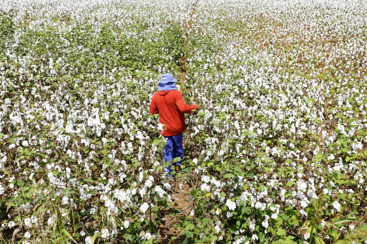 Adagri implanta medidas fitossanitárias para cultivo de algodão no Ceará