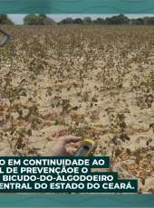 ADAGRI realiza ação em continuidade ao Programa Estadual de Prevenção e o Controle da Praga Bicudo-do-Algodoeiro na Região Sertão Central do Estado do Ceará