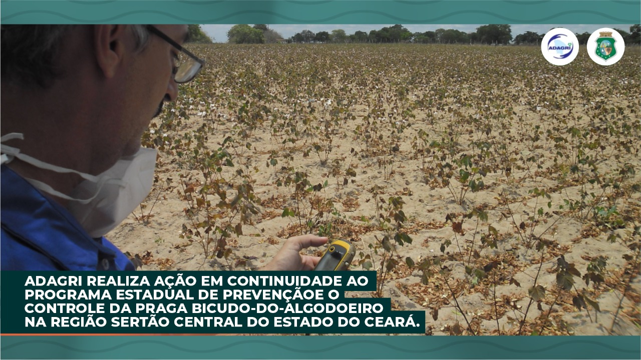 ADAGRI realiza ação em continuidade ao Programa Estadual de Prevenção e o Controle da Praga Bicudo-do-Algodoeiro na Região Sertão Central do Estado do Ceará
