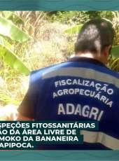 ADAGRI realiza Inspeções Fitossanitárias para a Manutenção da Área Livre de Sigatoka Negra e Moko da Bananeira no Município de Itapipoca