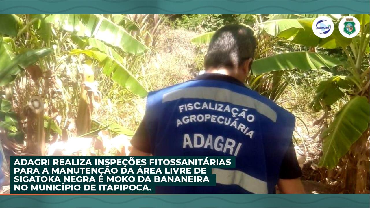 ADAGRI realiza Inspeções Fitossanitárias para a Manutenção da Área Livre de Sigatoka Negra e Moko da Bananeira no Município de Itapipoca