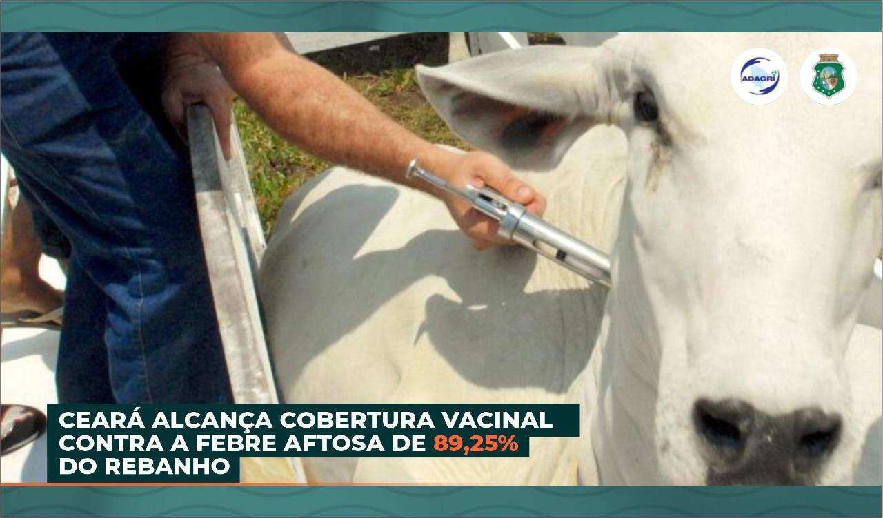 Ceará alcança cobertura vacinal contra a Febre Aftosa de 89,25% do rebanho