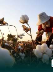 Produtores de algodão devem cadastrar suas unidades para o plantio de 2021