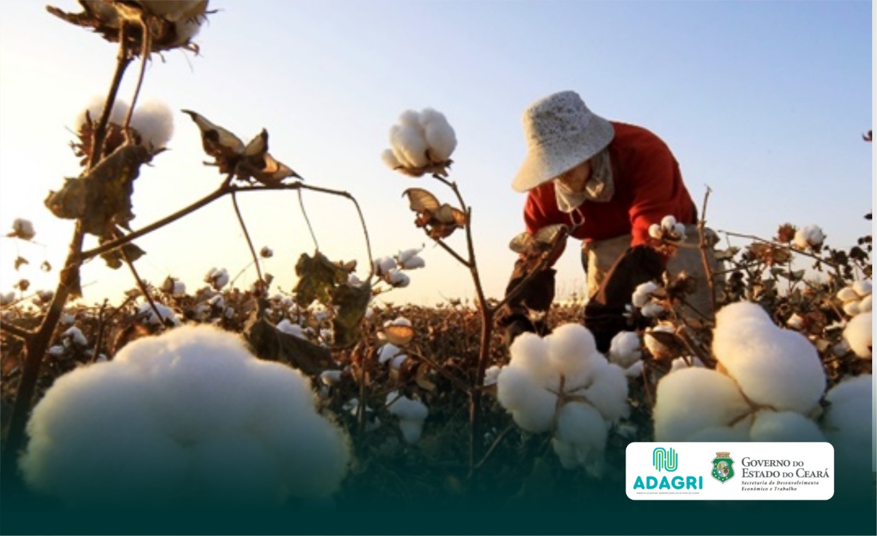Produtores de algodão devem cadastrar suas unidades para o plantio de 2021