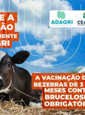Adagri prorroga para 01 de janeiro de 2023 vinculação da emissão da GTA com a vacinação das bezerras contra Brucelose