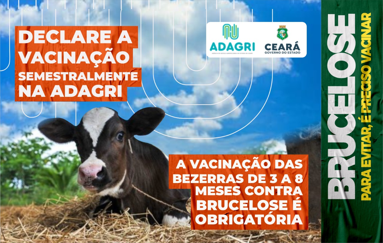 Adagri prorroga para 01 de janeiro de 2023 vinculação da emissão da GTA com a vacinação das bezerras contra Brucelose