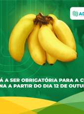 GTIV passará a ser obrigatória para a cultura da banana a partir do dia 12 de outubro