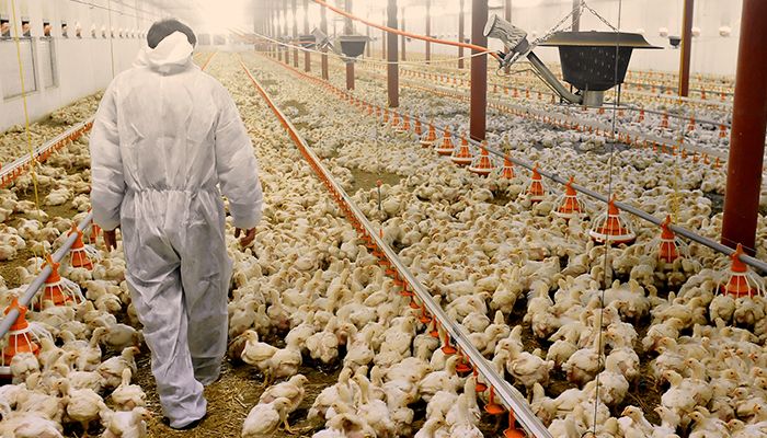 Comunicado: Bloqueio para emissão de GTA de estabelecimentos avícolas com rebanho superior a 1.000 aves sem registro na Adagri