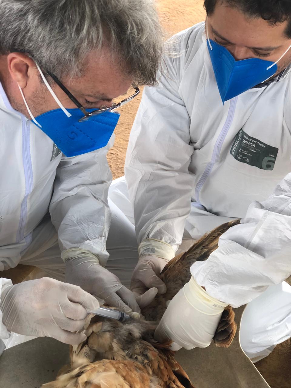 Ceará continua livre de Influenza Aviária
