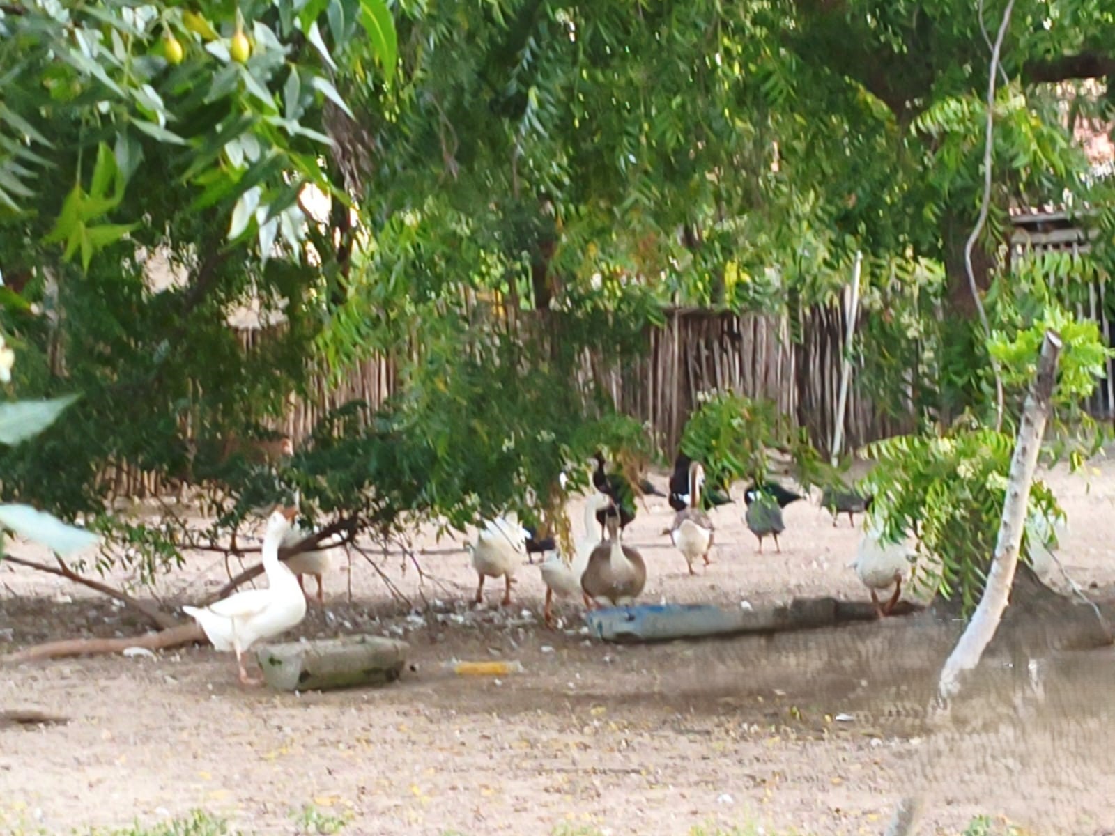 NOTA 2 – Atividades Executadas pela Adagri para eliminação do foco de Influenza Aviária em aves de subsistência no Ceará