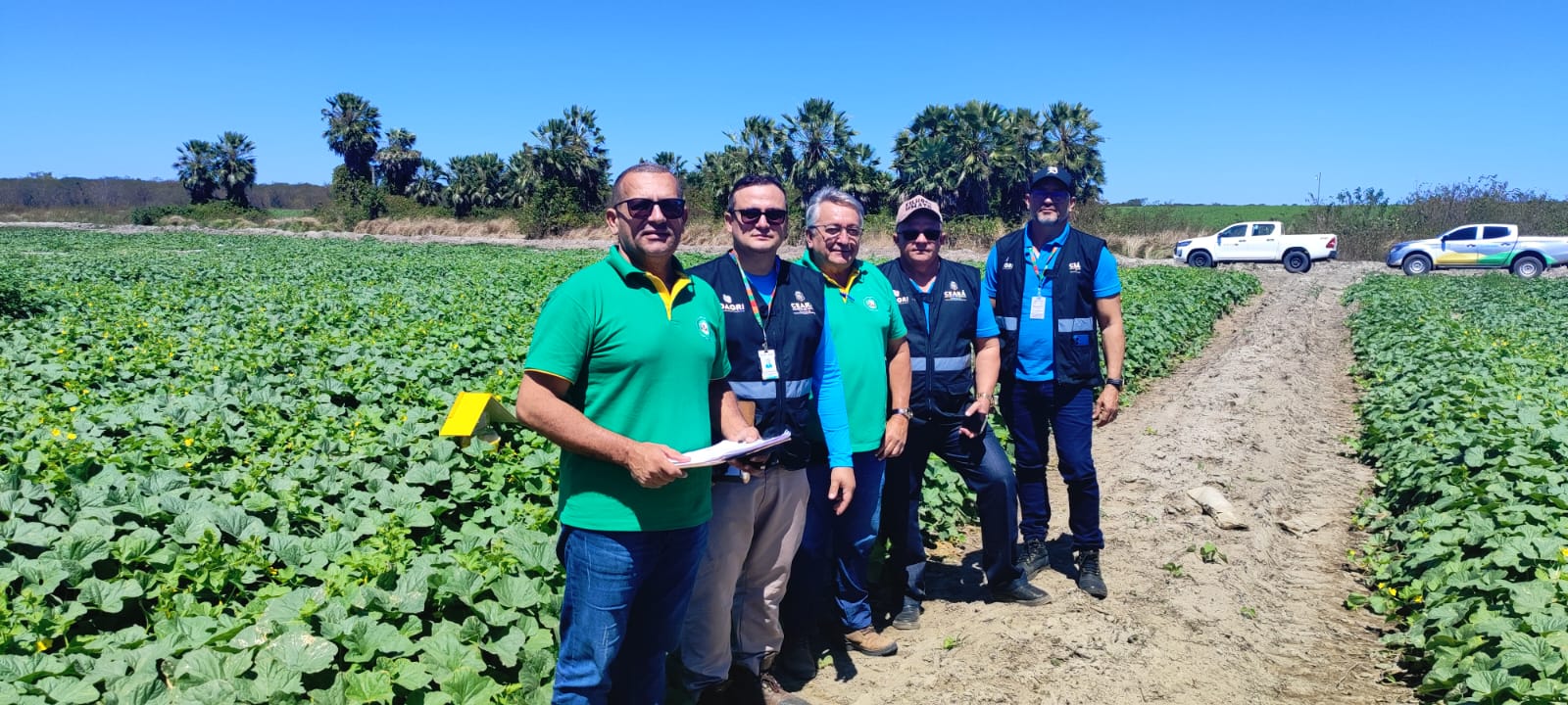 Adagri acompanha plantio de safra de melão e melancia de empresa exportadora em Morada Nova