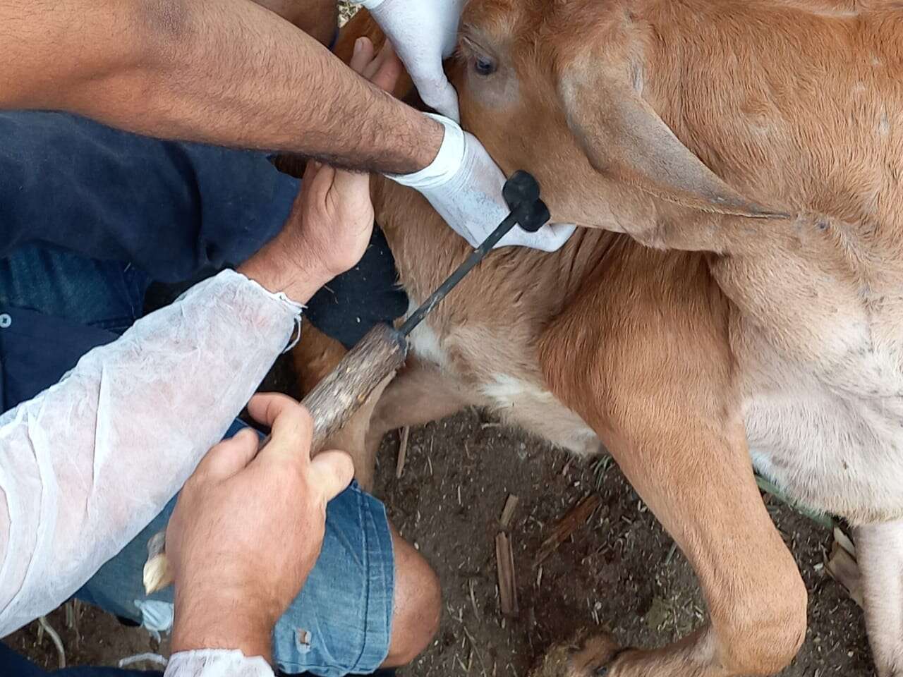 Ceará articula força-tarefa para vacinação contra brucelose e define estratégias para 2026